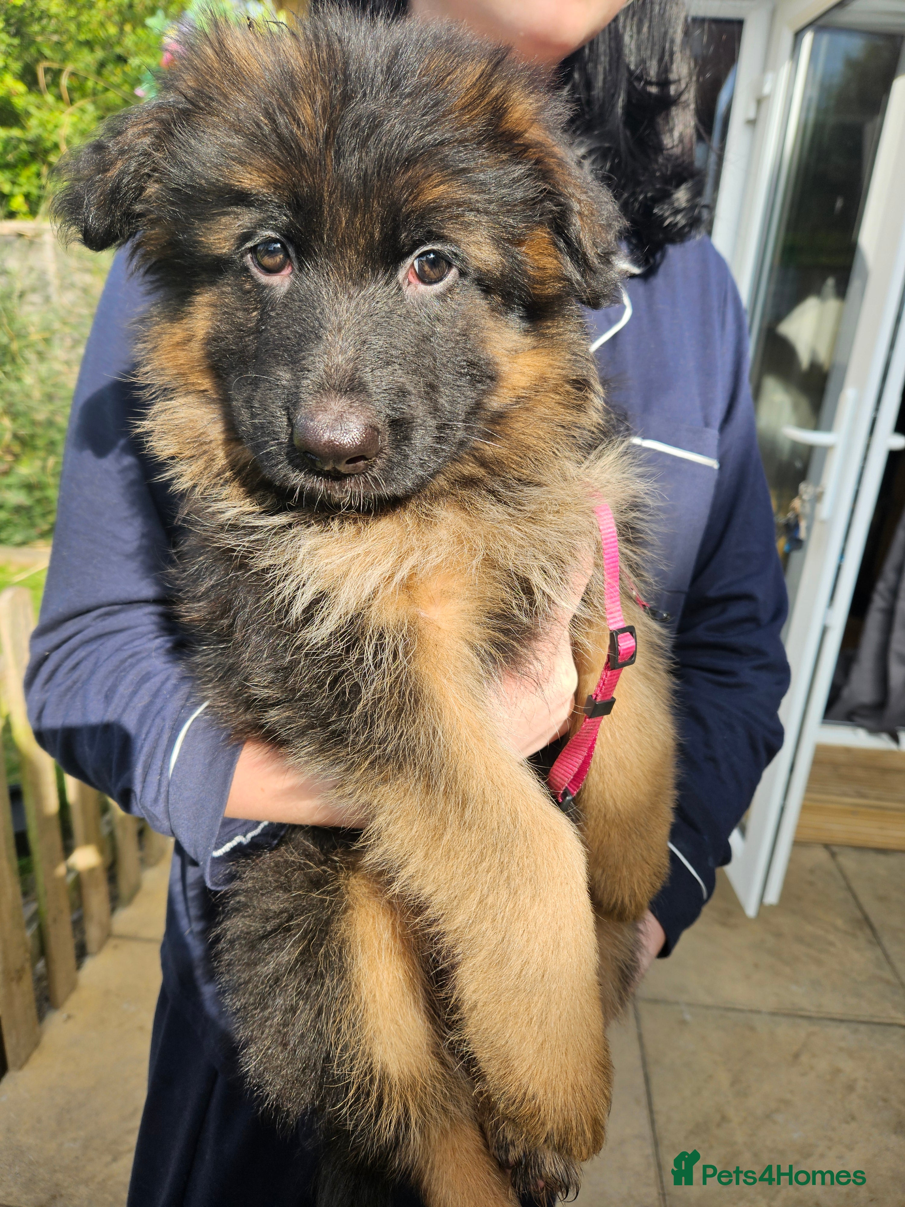 German Shepherd dogs STUNNING LONG HAIRED KC GERMAN SHEPHERD PUPPIES - Advert 2