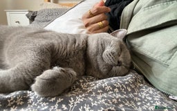 British Shorthair cats for sale: Male British Shorthair 1yr old (CHAMPA) - Image 5