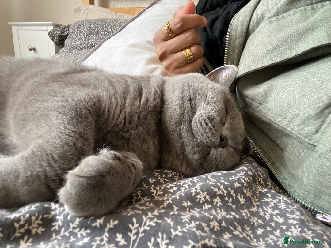 British Shorthair cats for sale: Male British Shorthair 1yr old (CHAMPA) - Image 5