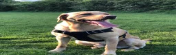 Labrador Retriever dogs for sale: Labrador looking for loving new home - Advert 9