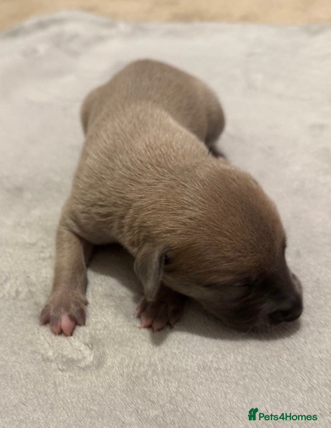 Whippet dogs for sale: KC Registered Whippet Puppies For Sale - Advert 10
