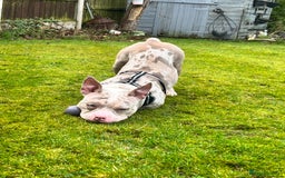 Mixed Breed dogs for sale: French/pocket bulldog  - Image 10