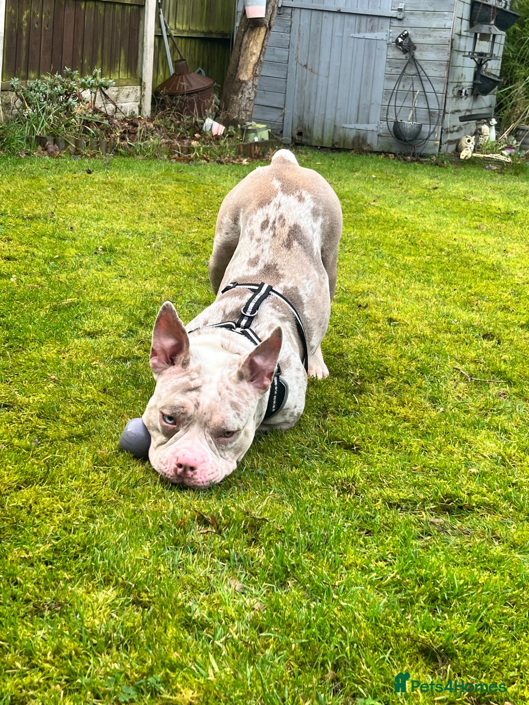 Mixed Breed dogs for sale: French/pocket bulldog  - Image 10