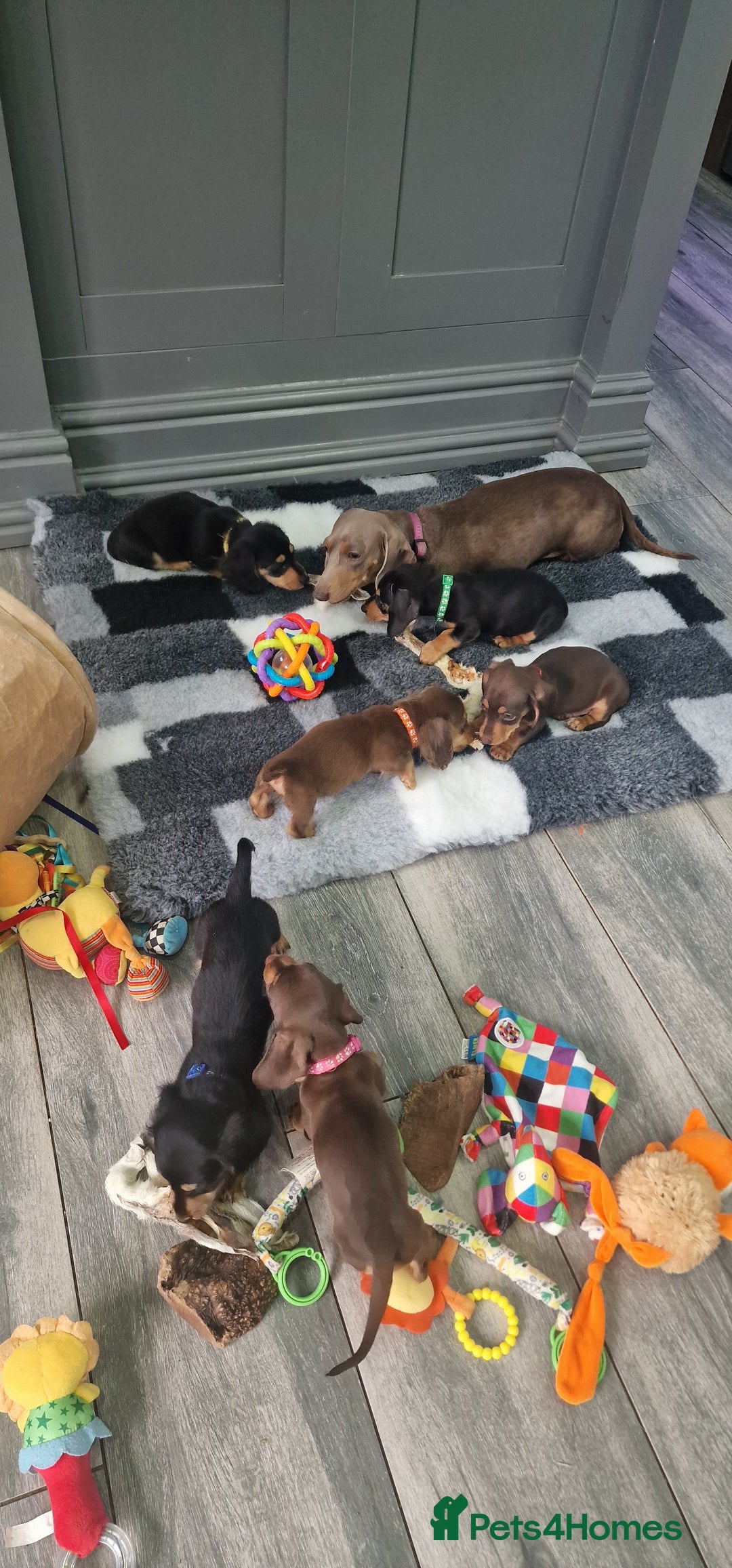 Miniature Dachshund dogs for sale: Miniature Dachshund puppies Longhaired & Smooth  - Image 34