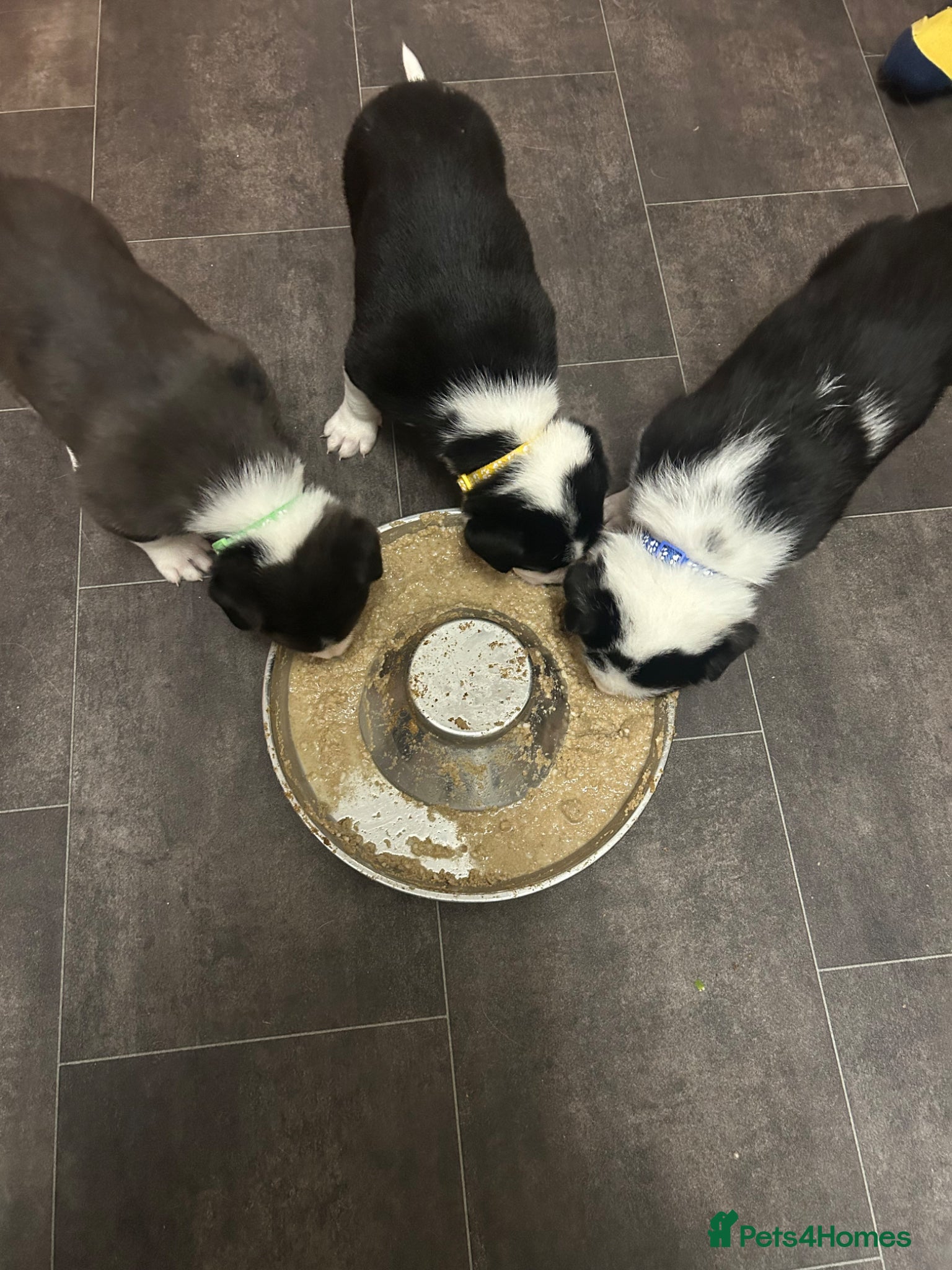 Border Collie dogs 3 beautiful border collie puppies  - Advert 1