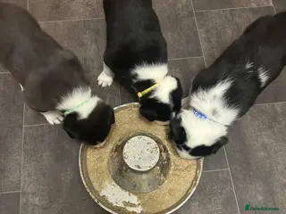 Border Collie dogs 3 beautiful border collie puppies - Advert 2