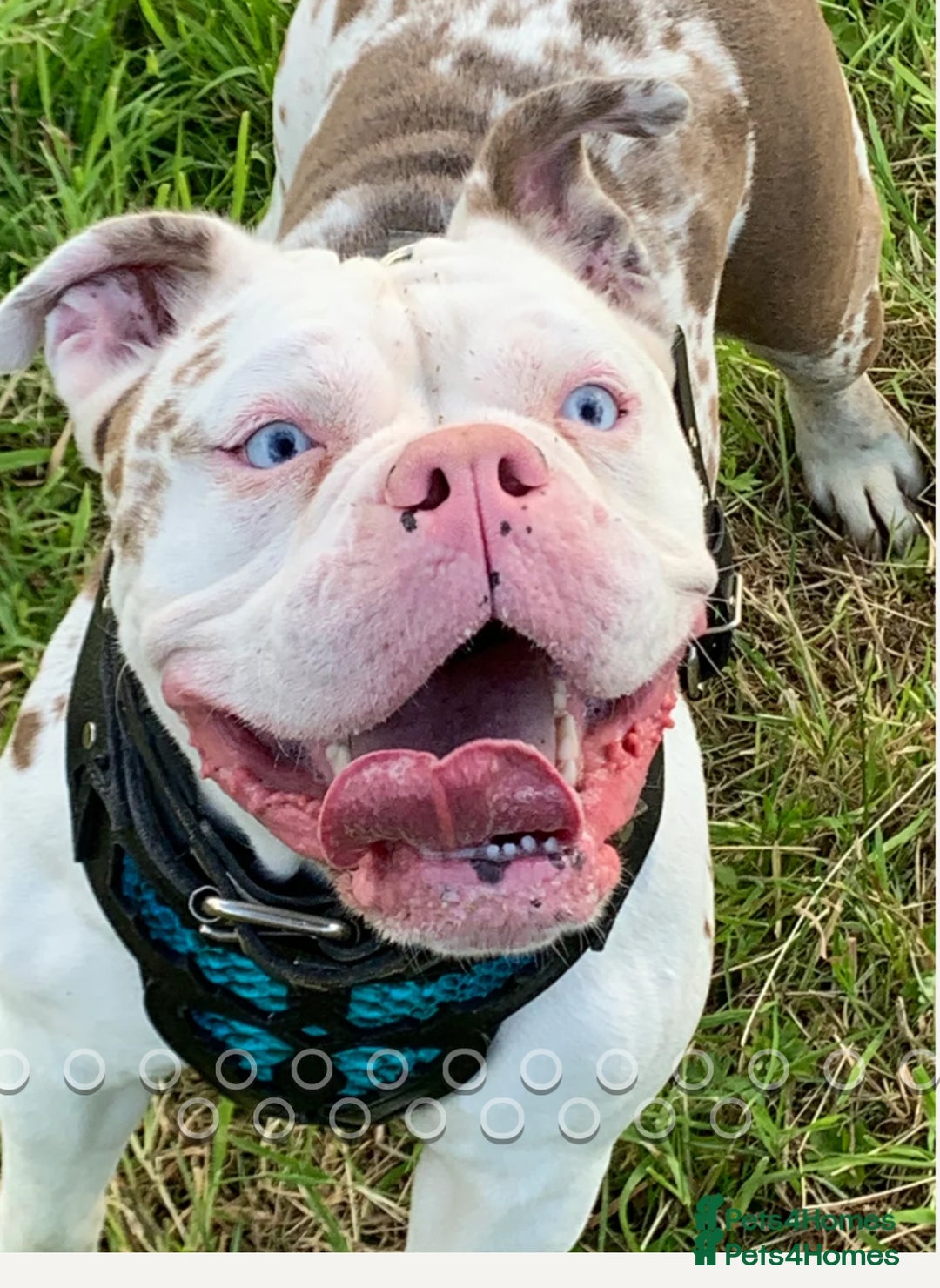 Olde English Bulldogge dogs for sale: 3 male puppy Olde English Bulldogges left - Advert 2