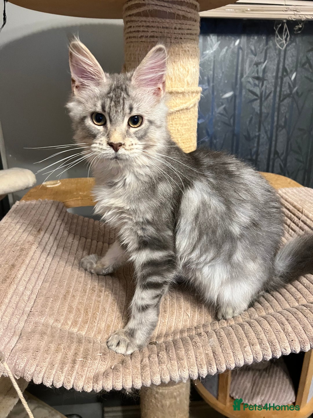 Maine Coon cats for sale: 6 Maine Coon kittens blue colour - Advert 11