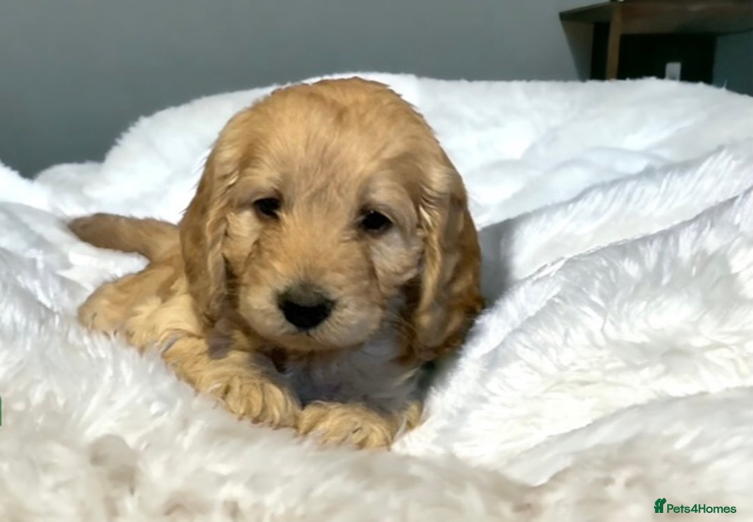Cockapoo dogs for sale: Adorable Cockapoo puppies - Image 7