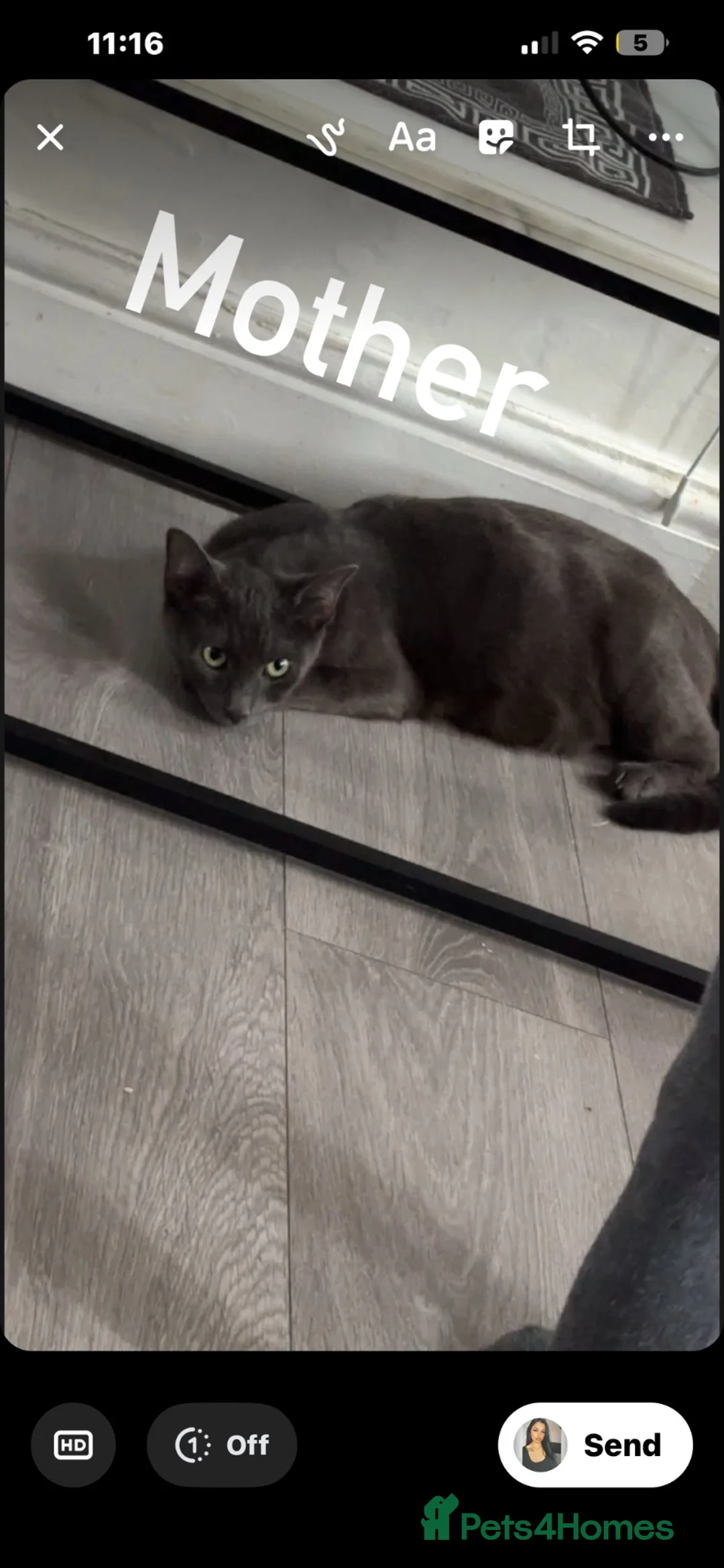 Mixed Breed cats for sale: 6 kittens for sale in Newcastle upon Tyne - Advert 1