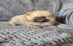Pomeranian dogs for sale: Gorgeous litter of pomeranian puppies💙💖 - Image 8