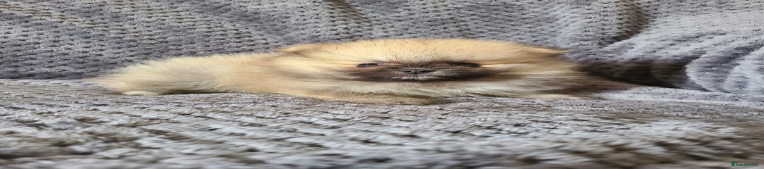 Pomeranian Puppy 3