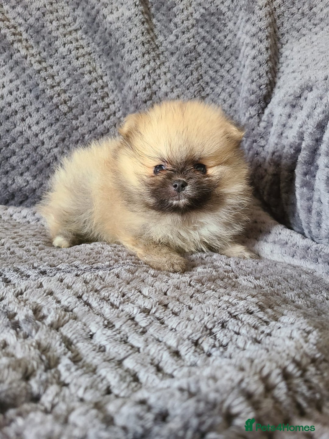 Pomeranian dogs for sale: Gorgeous litter of pomeranian puppies💙💖 - Image 8