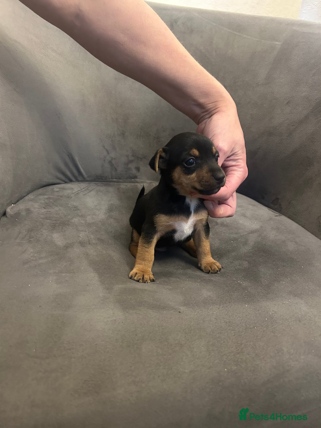 Jack Russell dogs for sale: Lovely Jack Russel puppies  - Image 12