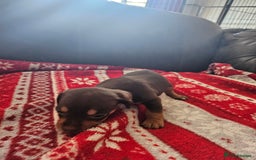 Mixed Breed dogs for sale: French Bulldog x Dachshund Puppies - Image 12