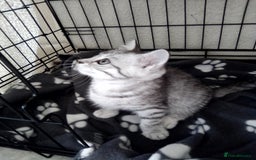 Scottish Fold cats for sale: Two cutie Scottish straights for sale - Image 7