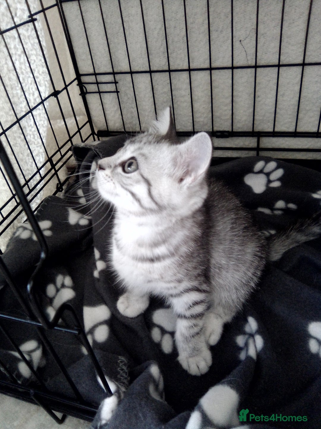 Scottish Fold cats for sale: Two cutie Scottish straights for sale - Image 7