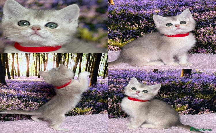 British Shorthair cats - Advert 10