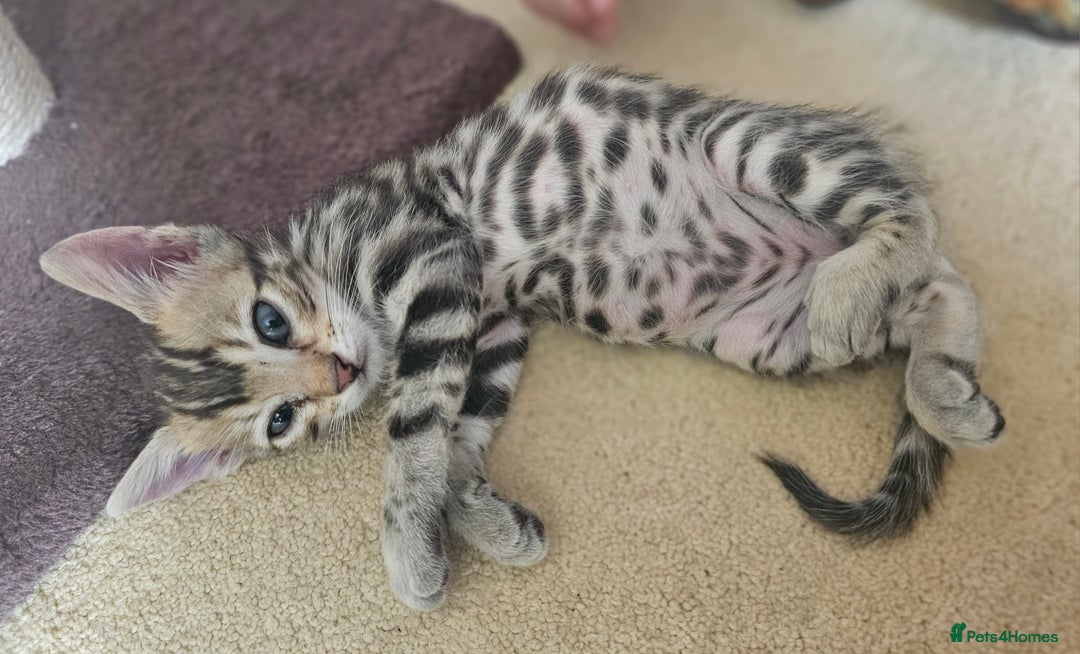 Bengal cats for sale: Bengal kittens. Absolutely beautiful!  - Image 4