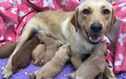 Labradoodle dogs for sale: Gorgeous F1 Labradoodle puppies  - Image 16