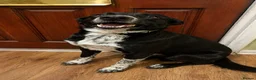 Mixed Breed dogs for sale: 🐾 Beautiful Shollie puppies - Advert 4