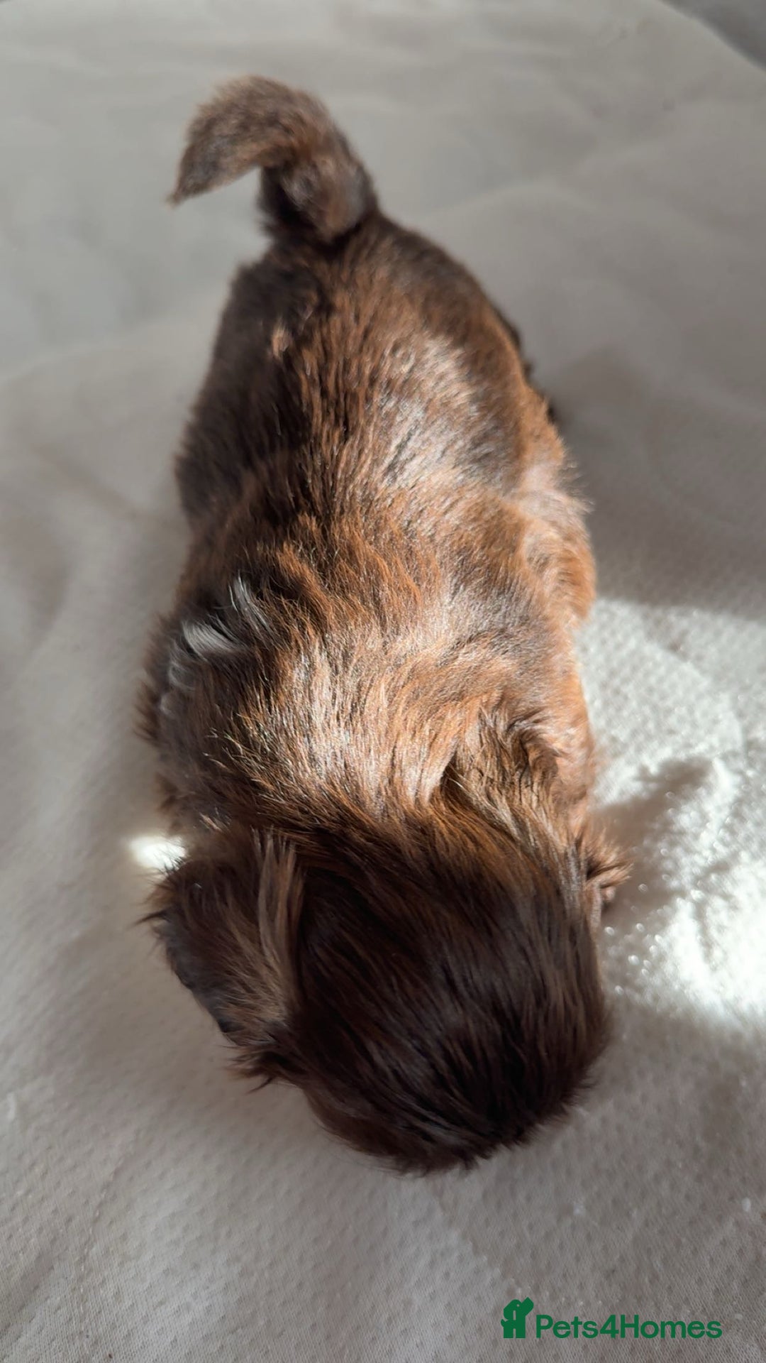 Shih Tzu dogs for sale: Tri-Colour KC Imperial Shih Tzu Puppies - Advert 16