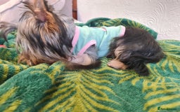 Yorkshire Terrier dogs for sale: Last female Yorkshire Terrier puppy left - Image 4