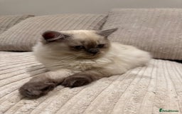 British Longhair cats for sale: British long hair female  - Image 4