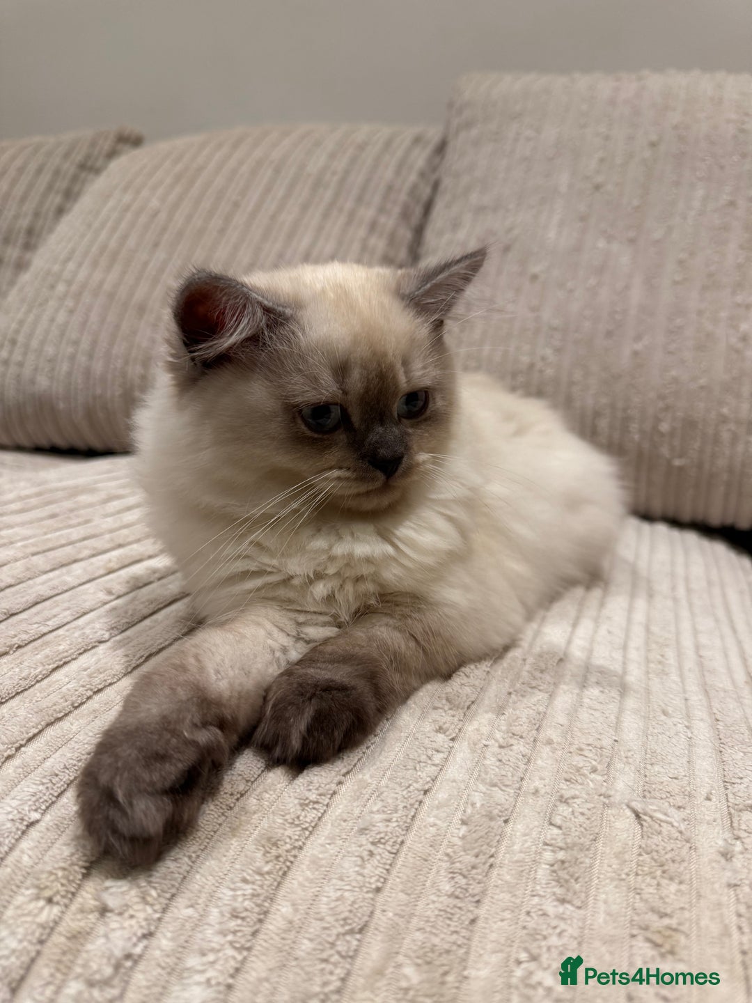 British Longhair cats for sale: British long hair female  - Image 4