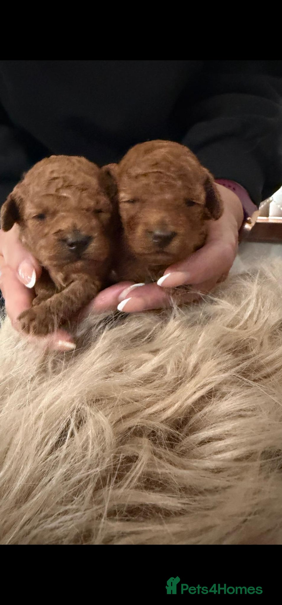 Toy Poodle dogs Outstanding KC registered dark red toy poodles  - Advert 2