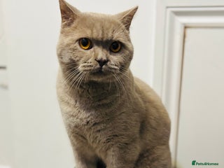 British Shorthair cats in Sale - Advert 6