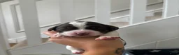 English Springer Spaniel dogs for sale: Working Pure Springer Spaniel Puppies  - Advert 5