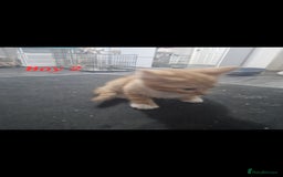 Mixed Breed cats for sale: Beautiful kittens for sale - Image 18