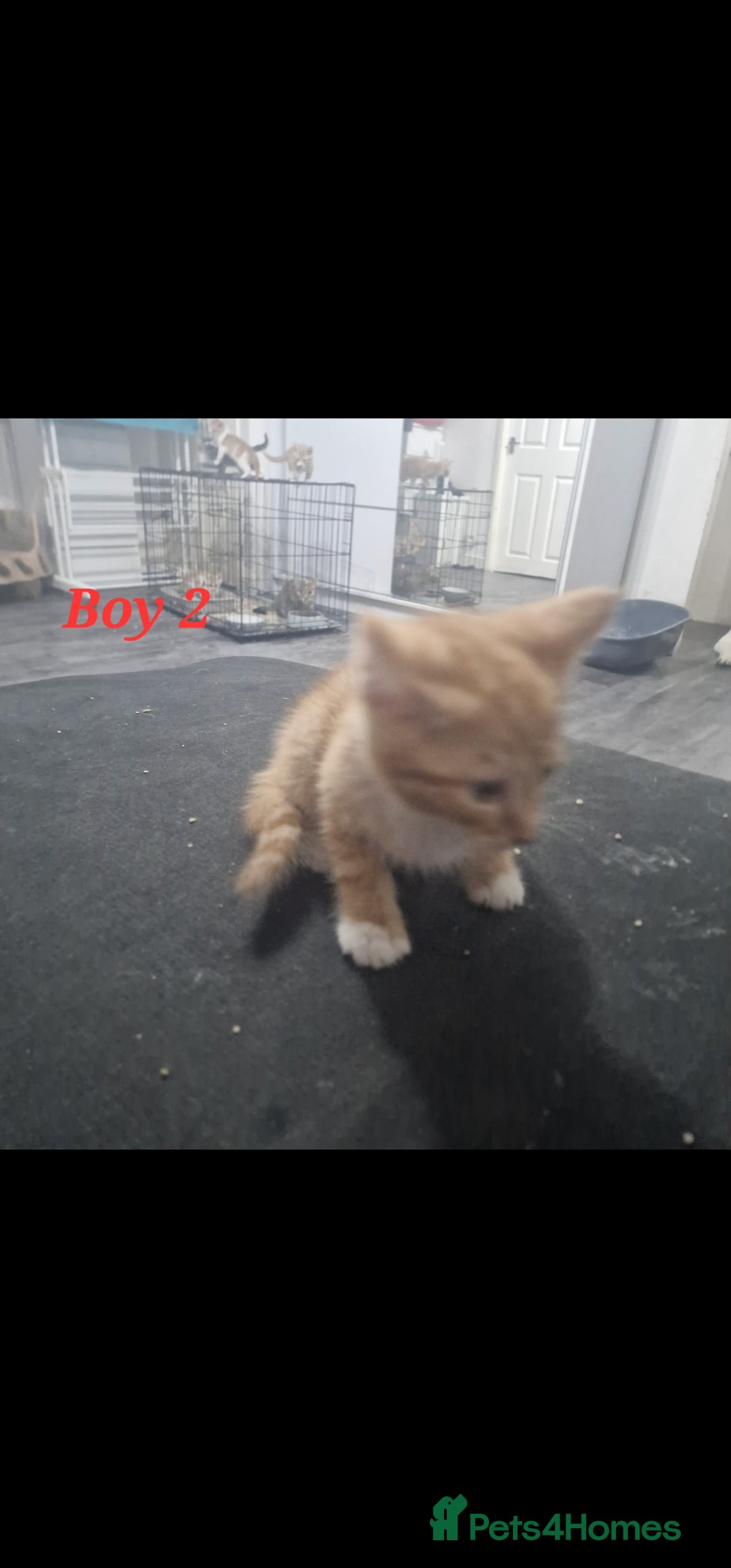 Mixed Breed cats for sale: Beautiful kittens for sale - Image 18