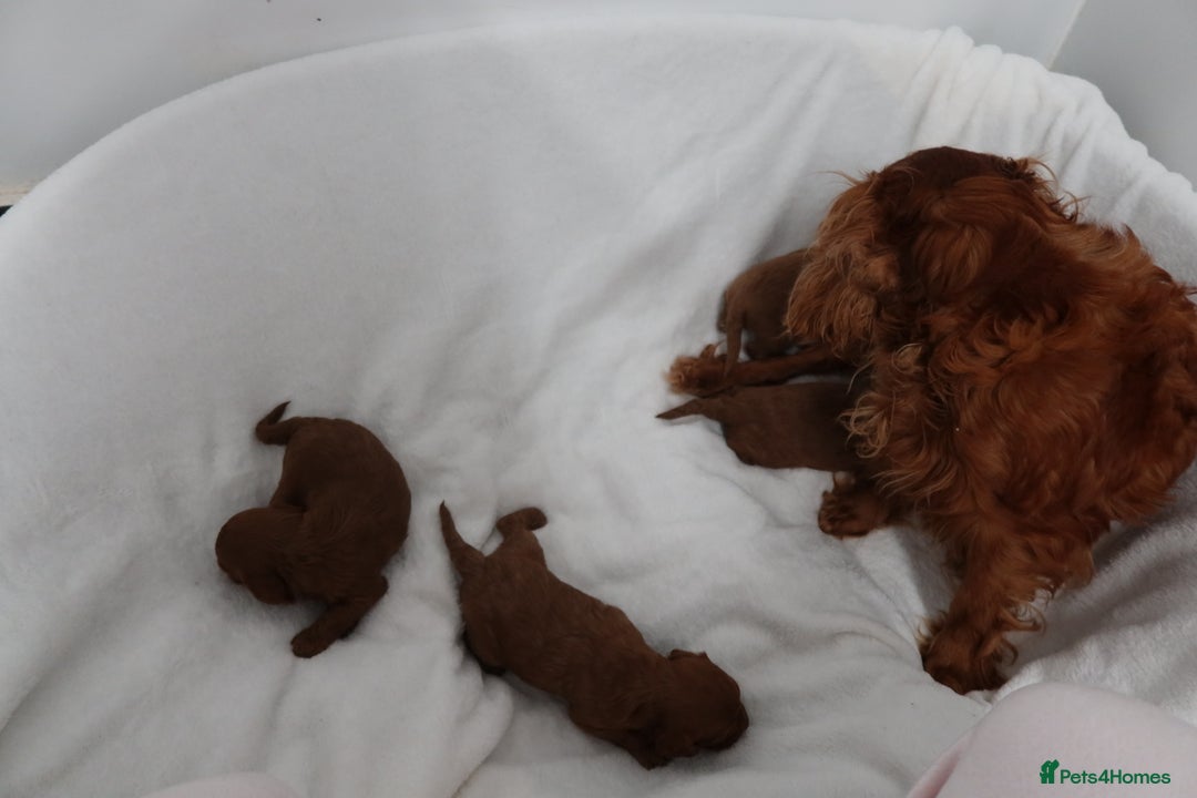 Cavapoo dogs for sale: 4 beautiful red cavapoo puppies available  - Advert 3