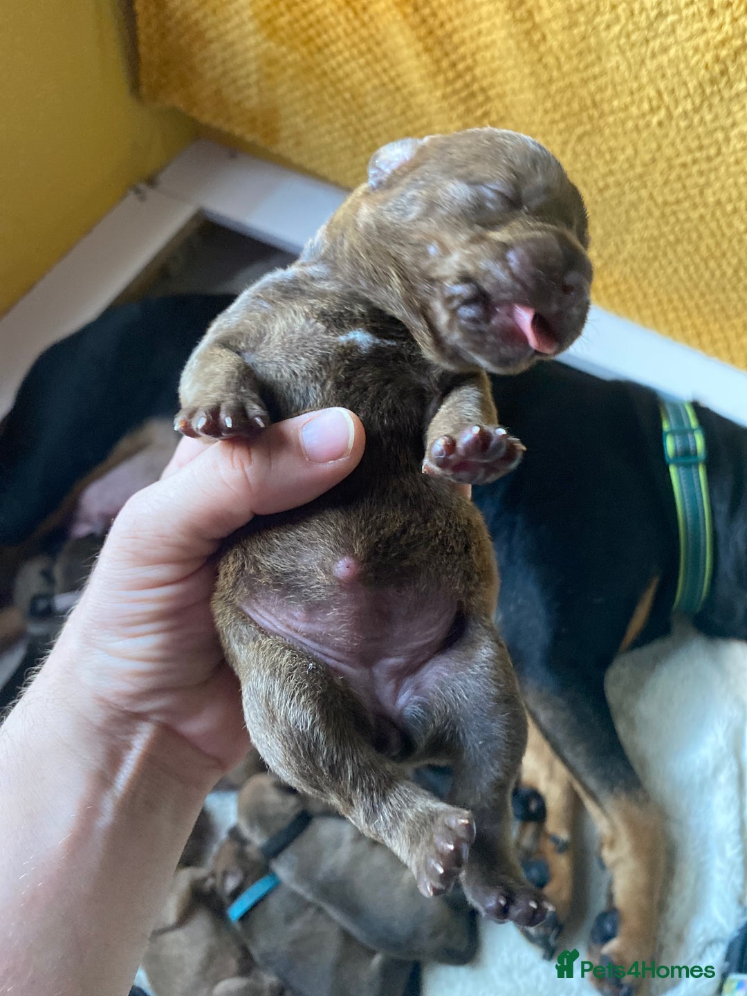 Mixed Breed dogs for sale: Rottweiler  ** taffy puppies - Image 22