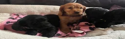 Cocker Spaniel dogs for sale: Stunning show type cocker spaniel puppies  - Advert 12