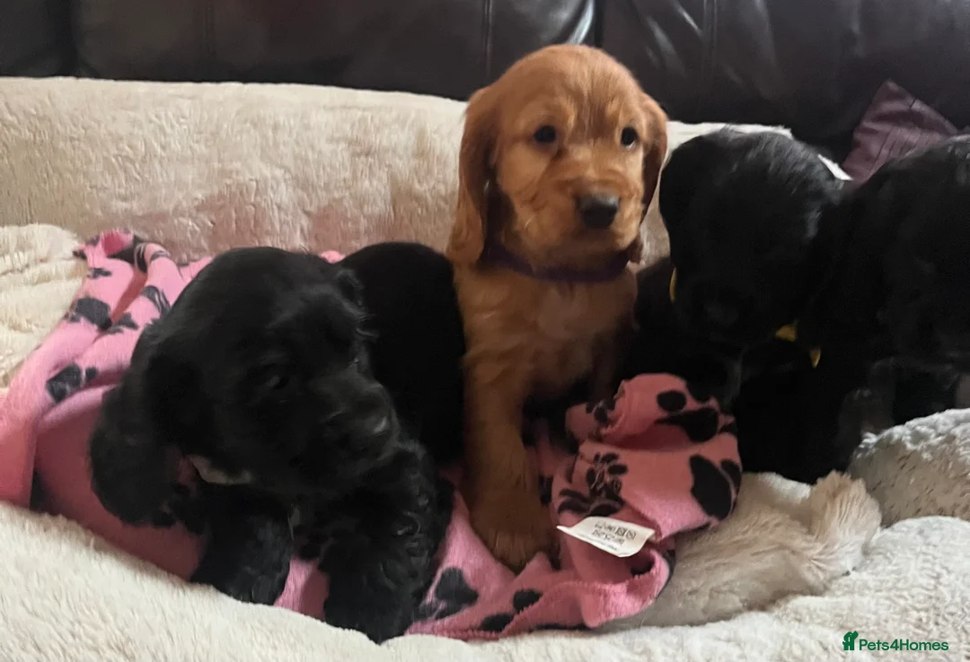 Cocker Spaniel dogs for sale: Stunning show type cocker spaniel puppies  - Advert 12