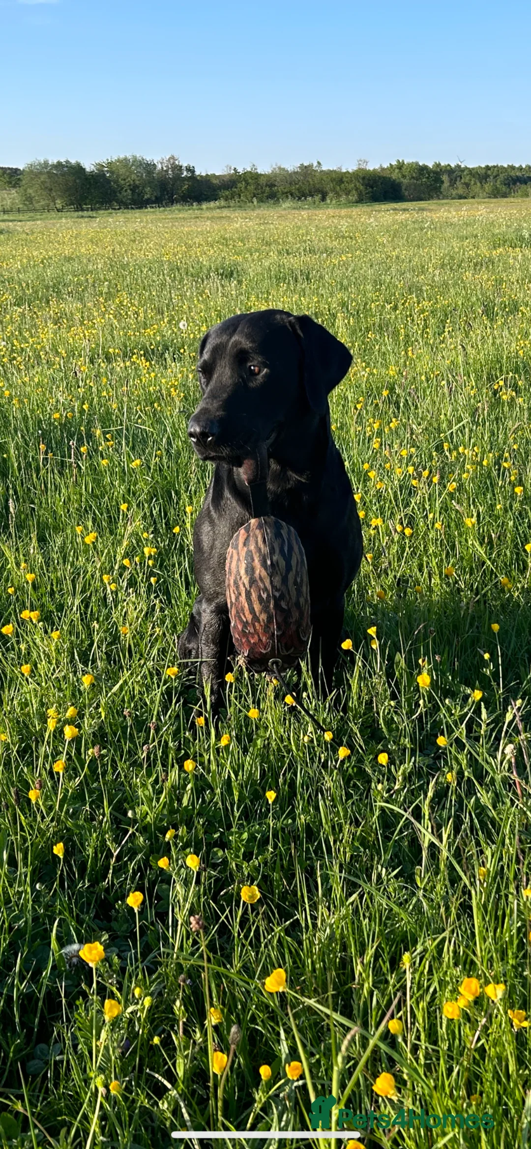 Labrador Retriever dogs for stud: Reuben in Consett - Advert 10