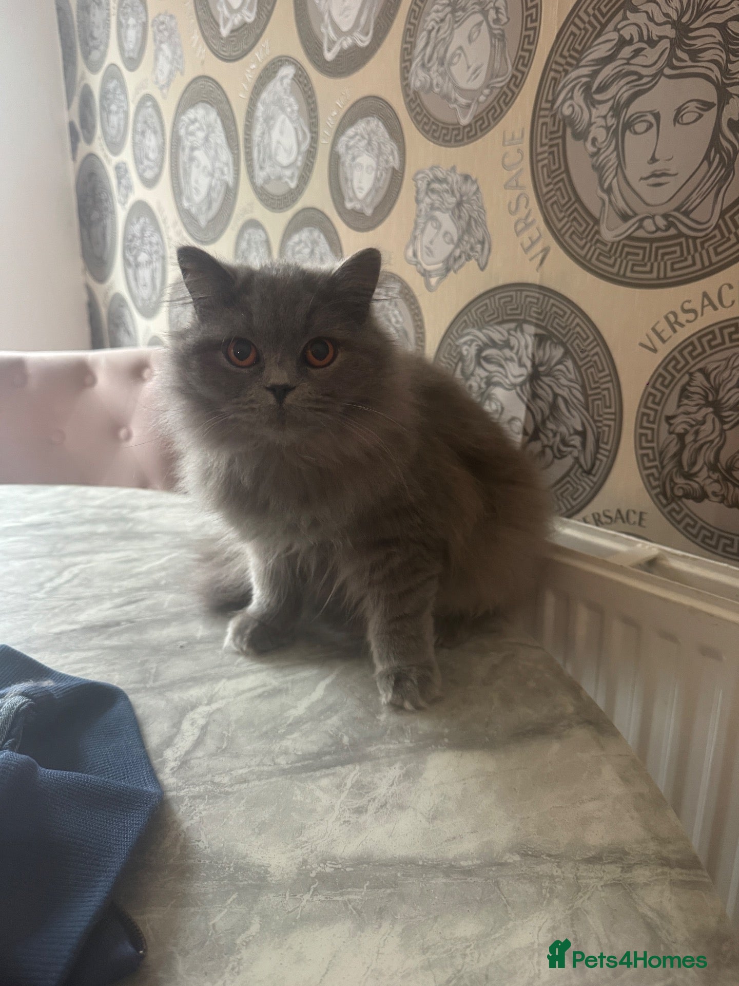 British Longhair cats for sale: Long haired  - Advert 8