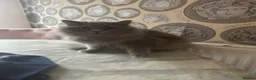 British Longhair cats for sale: Long haired  in Manchester - Advert 1
