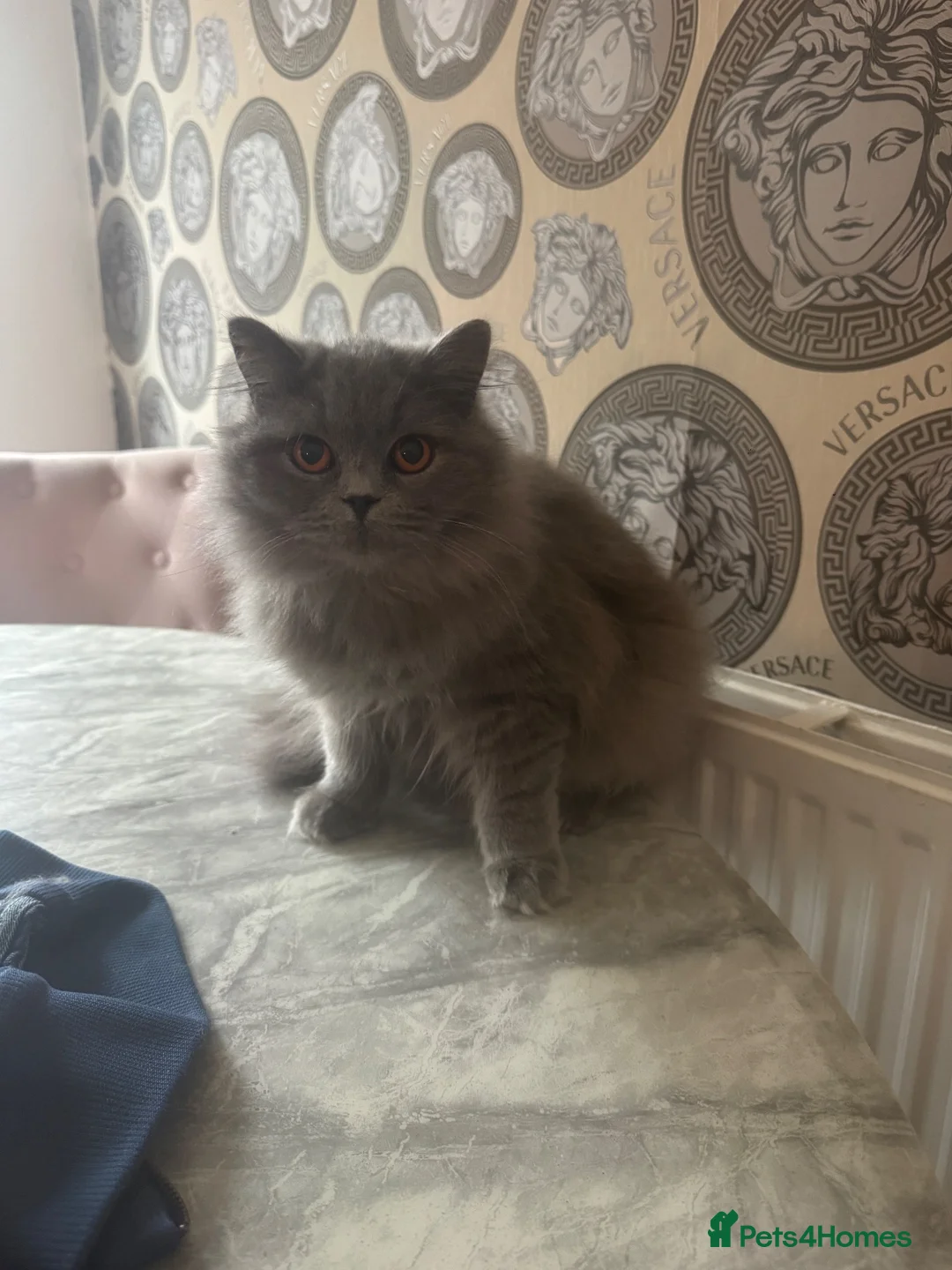 British Longhair cats for sale: Long haired  in Manchester - Advert 1