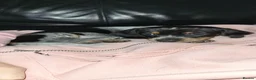 Miniature Dachshund dogs for sale:  KC Reregistered miniature dachshund puppies. - Advert 12