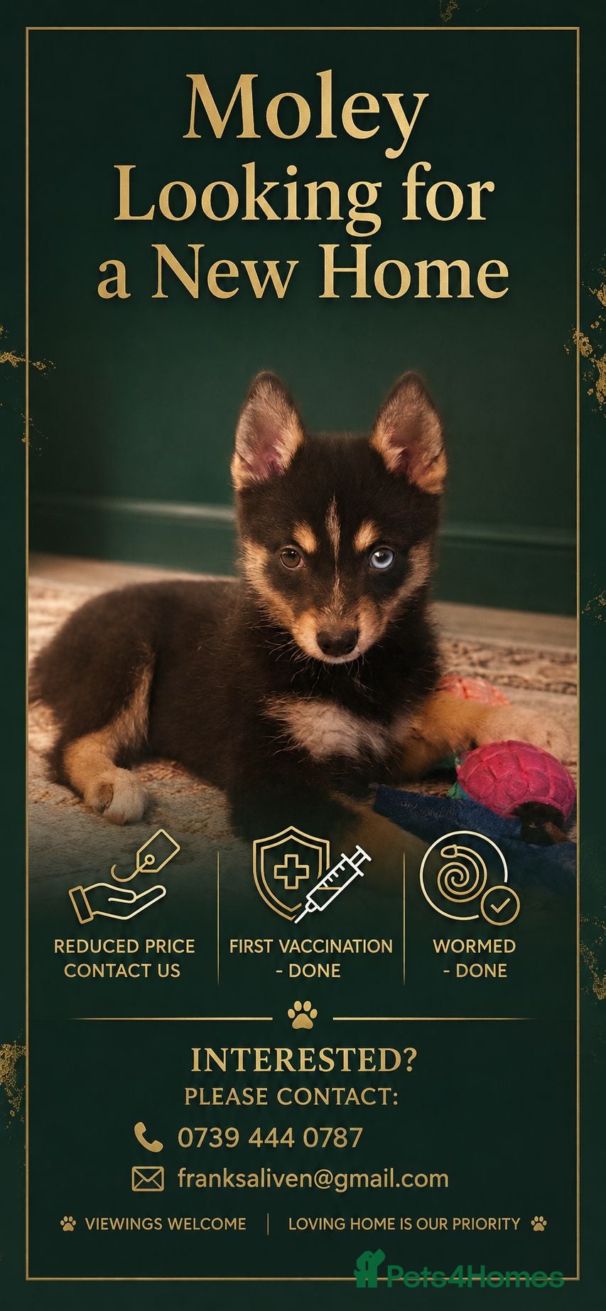 Pomsky dogs Beautiful Pomsky 1 Girl Available - Advert 3