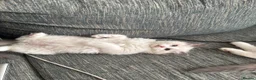 Ragdoll cats for sale: Bicolour ragdoll kittens and mum for sale - Advert 27