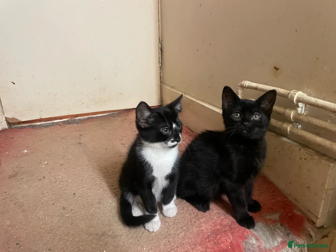 Mixed Breed cats for sale: 1 tabby boy 2 black girls - Advert 17