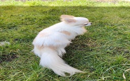 Chihuahua dogs for stud: STUD: Gorgeous White Long Coat Chihuahua  in Aldershot - Image 14