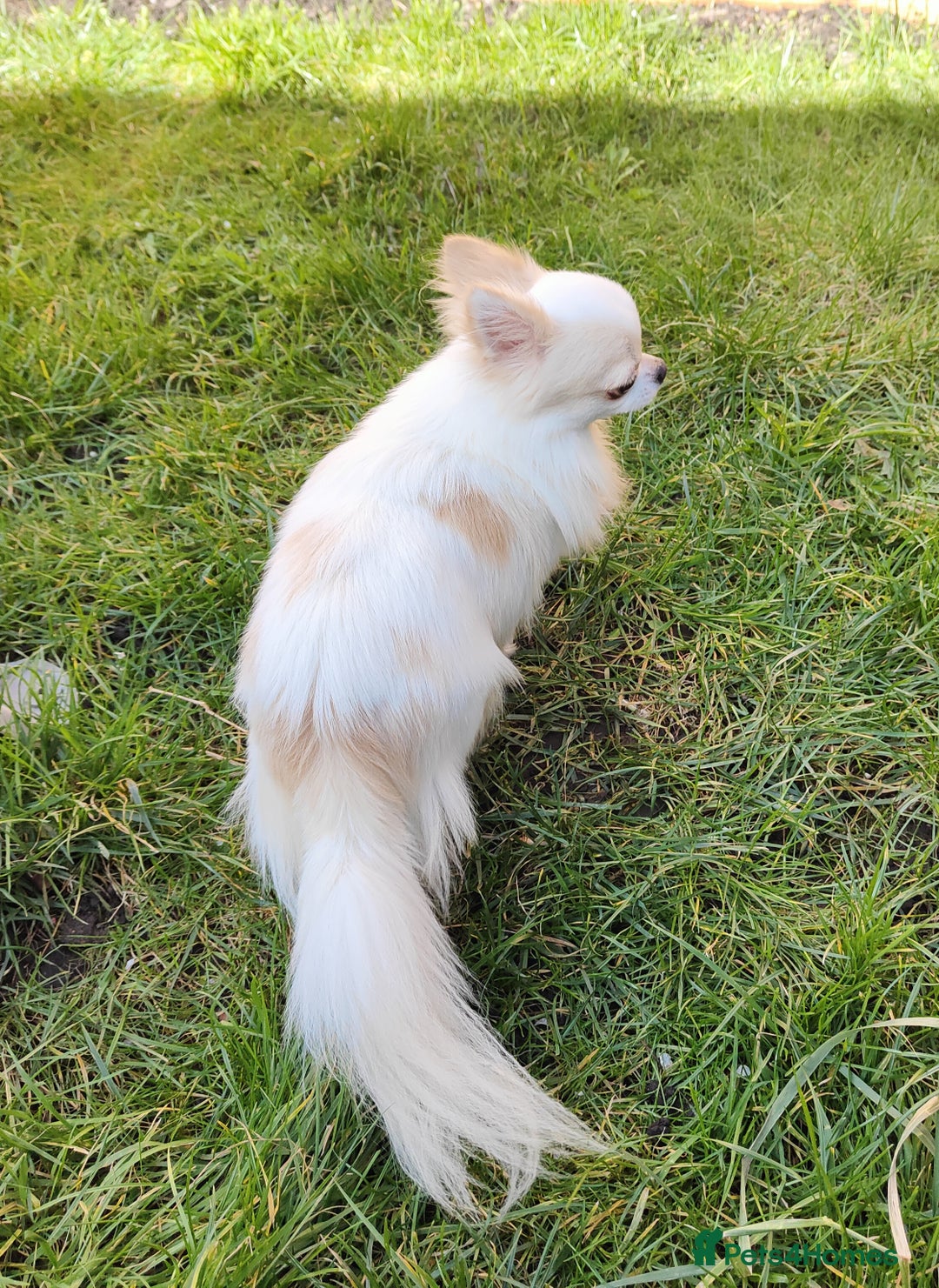 Chihuahua dogs for stud: STUD: Gorgeous White Long Coat Chihuahua  in Aldershot - Image 14
