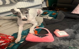 Whippet dogs for sale: Whippet 8 years old - Image 1