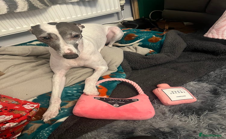 Whippet dogs - Advert 7